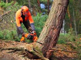 Tree and Shrub Care in Swainsboro, GA